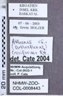 Etikette zu Athous (Orthathous) caviformis syn of cavazzutii? (Reitter, 1905) (NHMW-ZOO-COL-0008443)